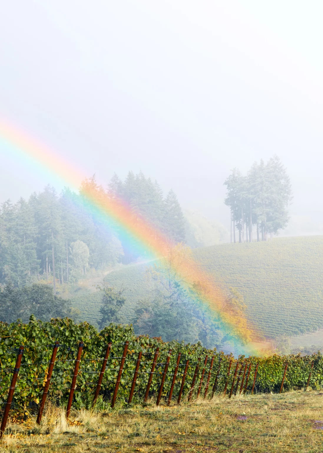 Rainbow over a vineyard with trees in the background