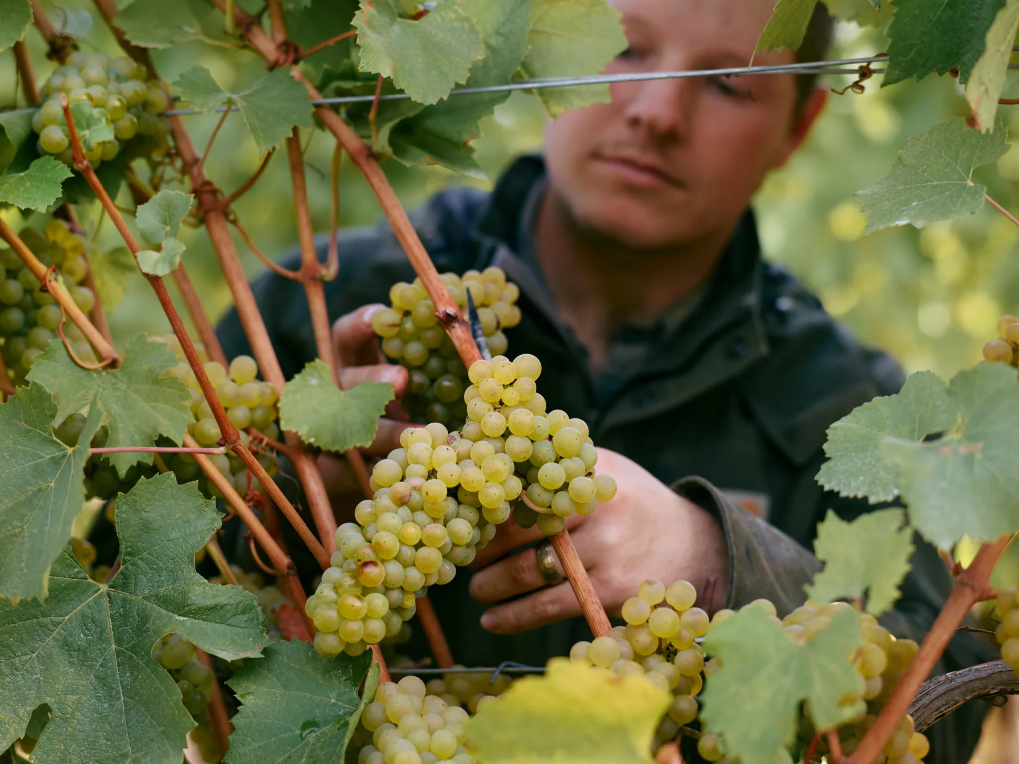 Person inspecting green grapes on a vine