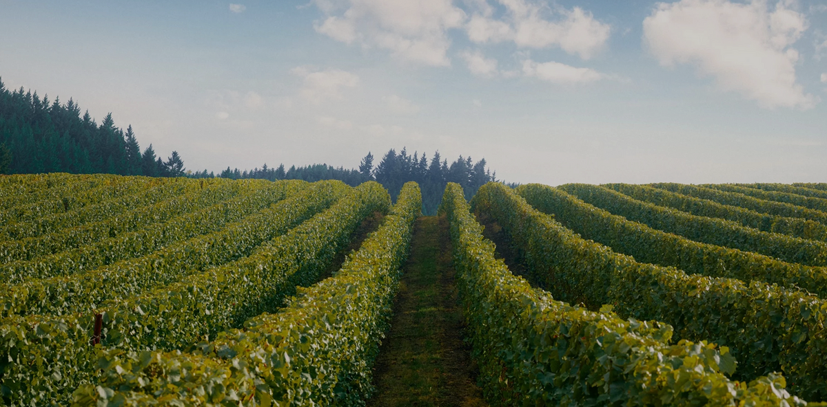 Vineyard with rows of grapevines under a clear blue sky