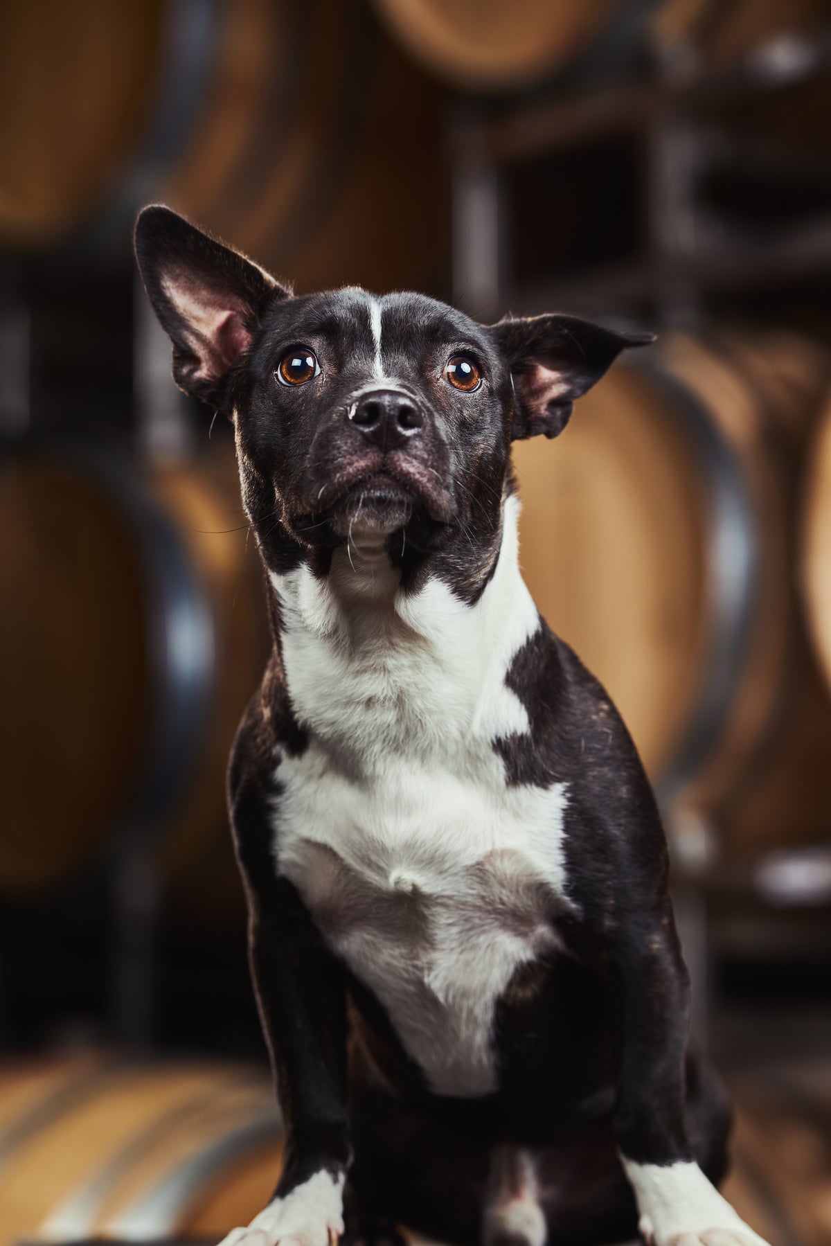 Billy, cellar dog headshot