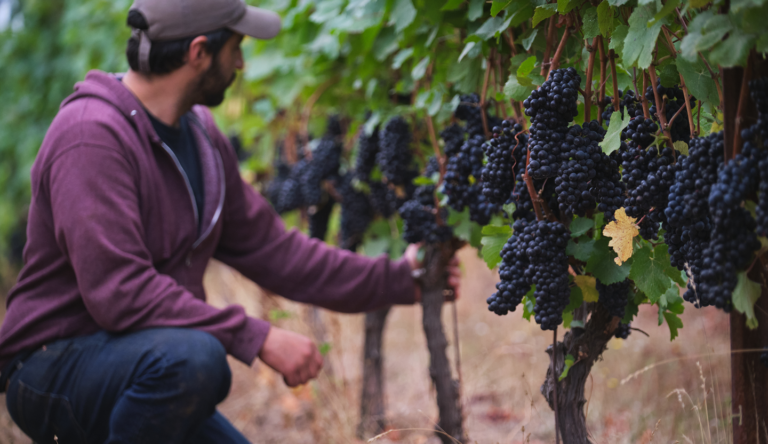 LF vineyard manager inspecting grapes in a vineyard