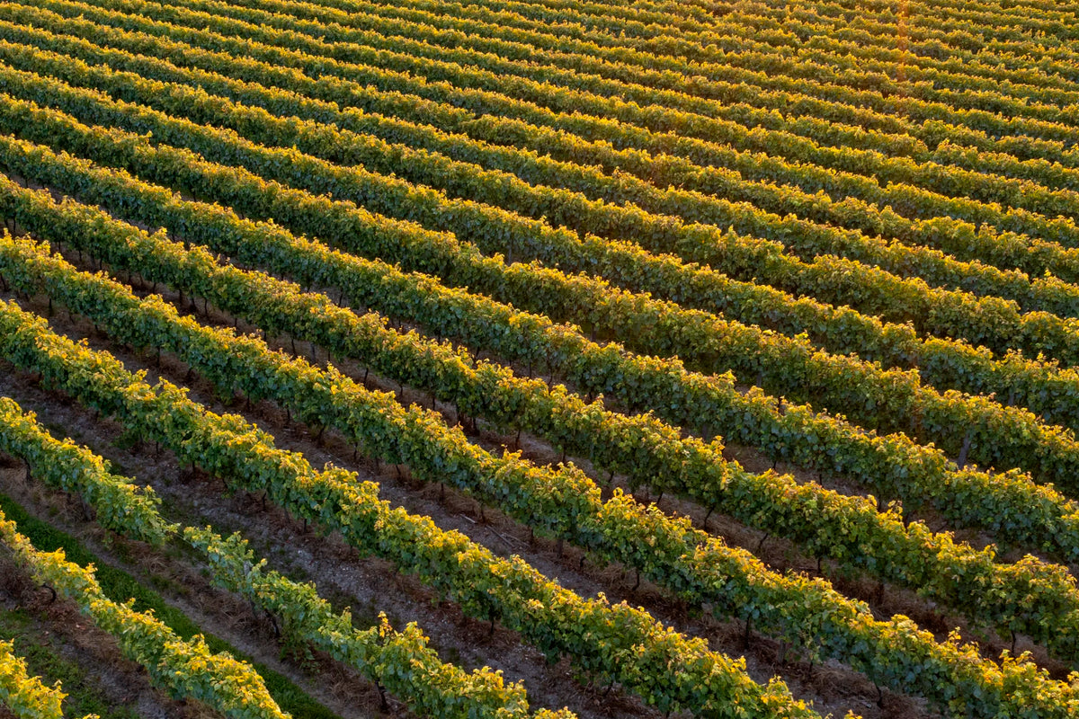 Aerial view of a vineyard with rows of green grapevines.