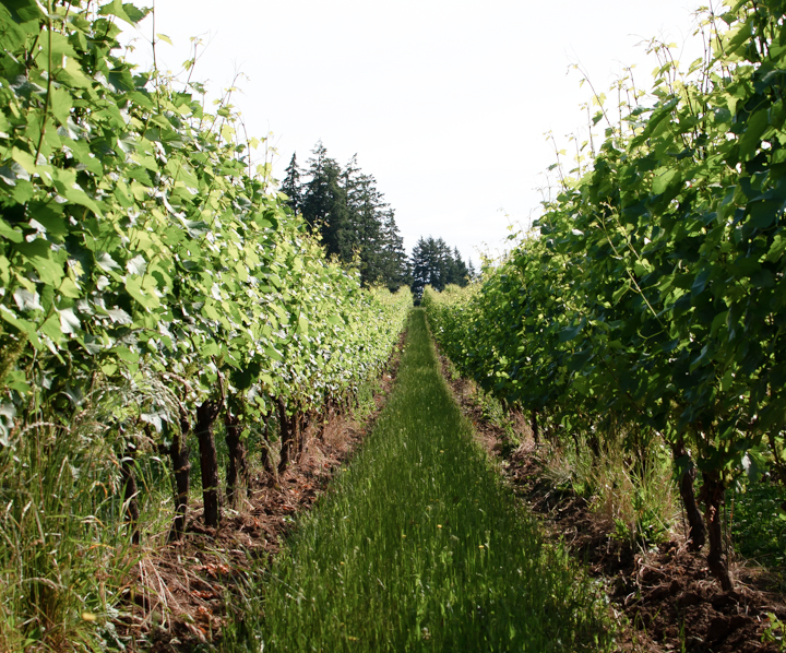 Vineyard with rows of grapevines under a clear sky