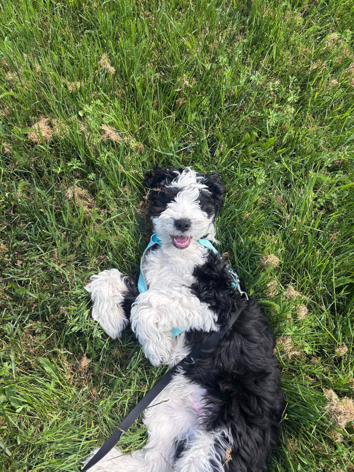 Franklin, Lead greeter glamor shot