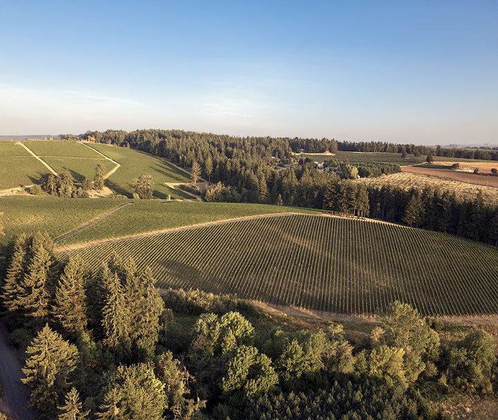 Aerial view of a vineyard with rows of grapevines and trees under a clear blue sky.